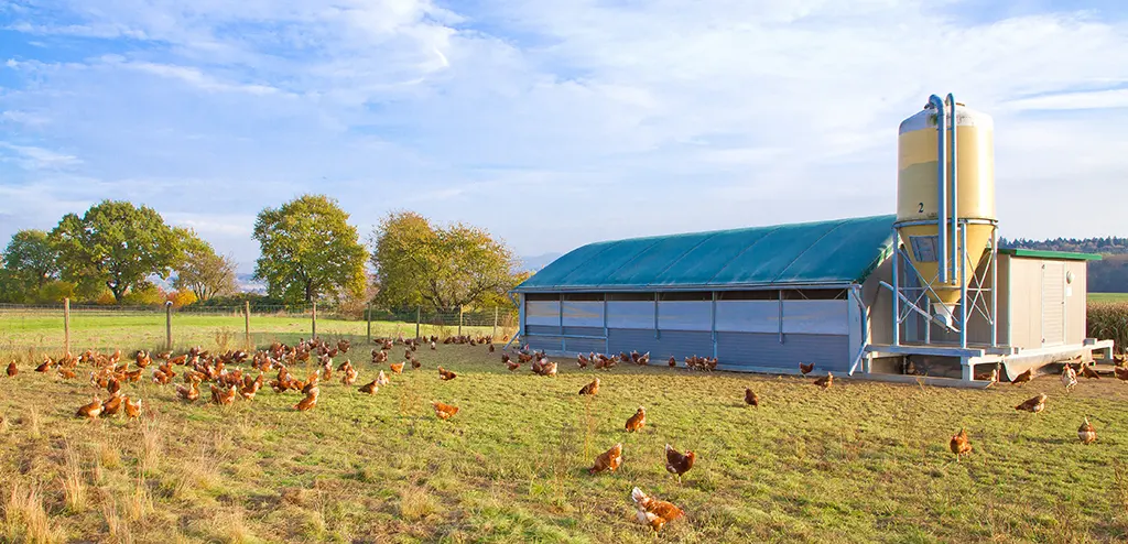 Landwirtschaftliches Gebäude mit Hühnern